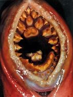 Image of lampreys