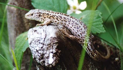 Image of Sand Lizard