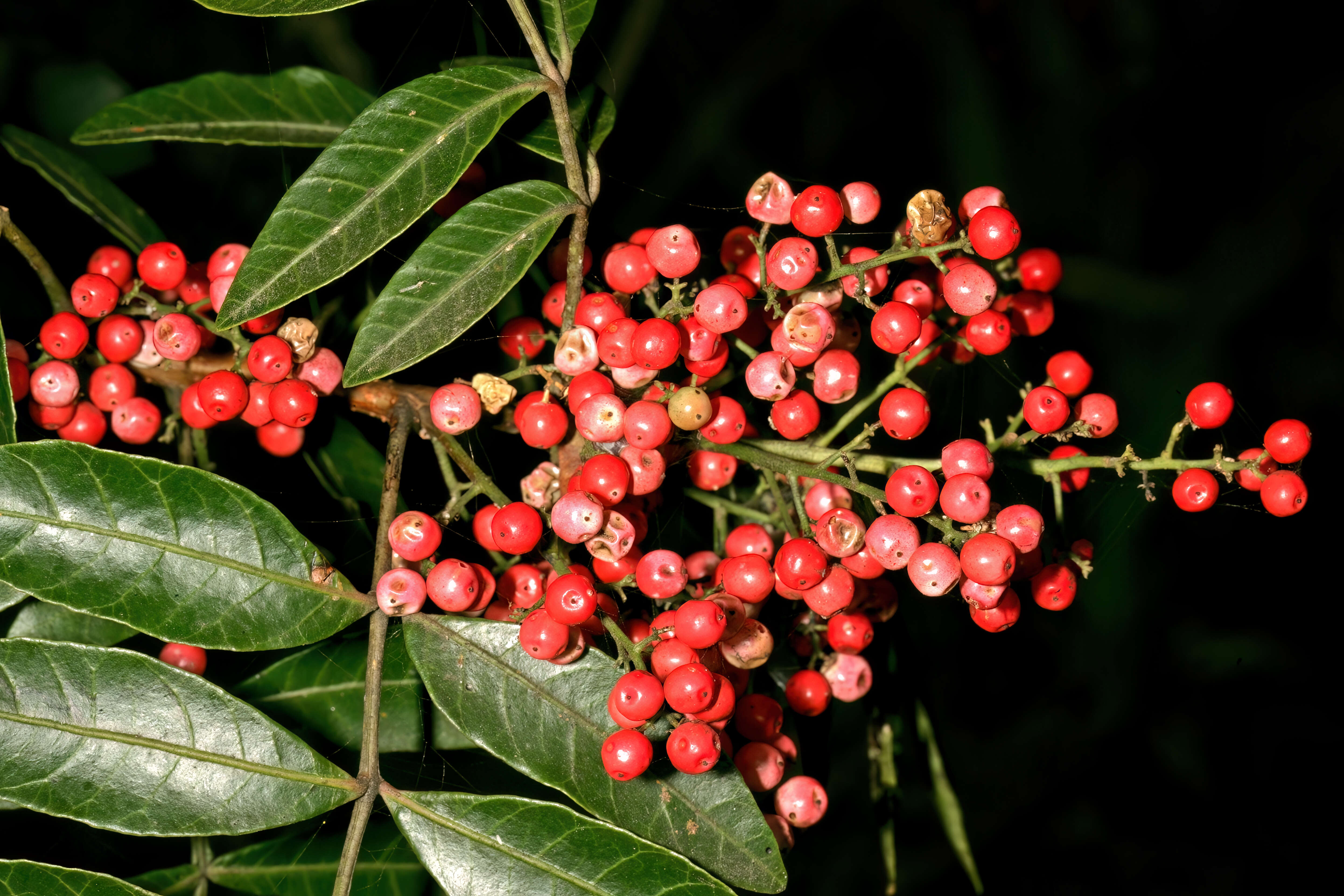 Image of Brazilian Peppertree