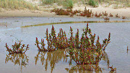 Image of <i>Chenopodium rubrum</i>