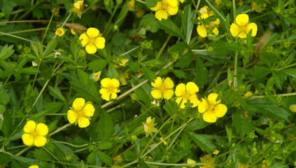 Plancia ëd Potentilla erecta (L.) Räuschel