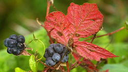 Image of Dewberry