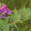 Image of <i>Lathyrus japonicus</i> Willd.