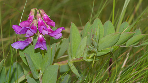 Lathyrus japonicus (rights holder: foto fitis, sytske dijksen)