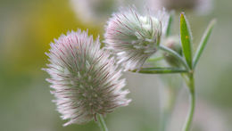 Image of clover