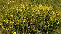 Imagem de Genista tinctoria L.