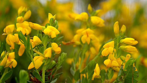 Слика од Genista anglica L.