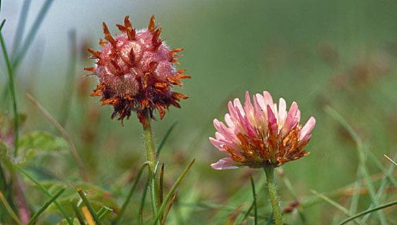 Image of strawberry clover