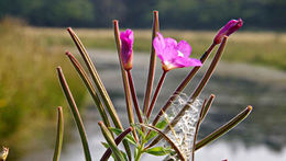 Слика од Epilobium hirsutum L.