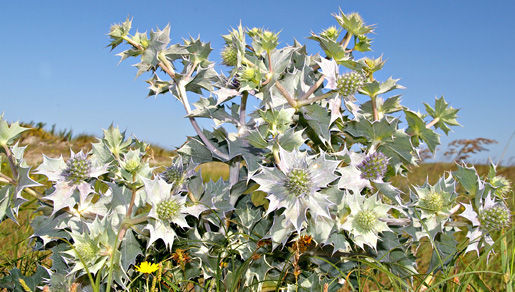 Eryngium maritimum L. resmi