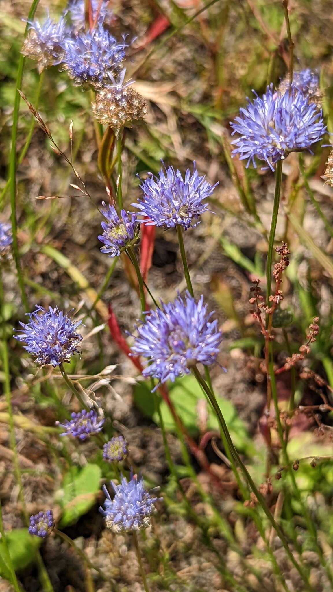 Слика од Jasione montana L.