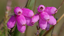 Image of Bog Heather