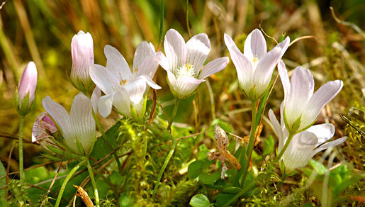 Image of bog pimpernel