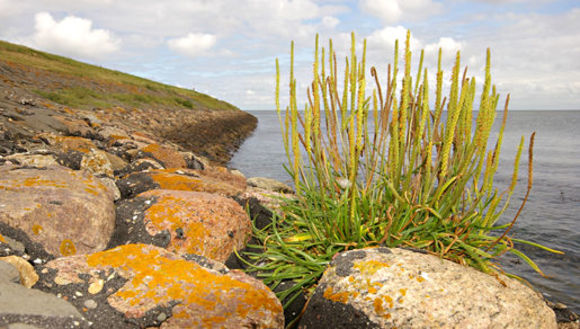 Image of goose tongue