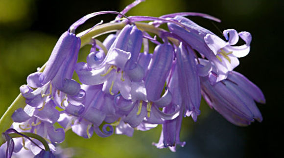 Image of Bluebells