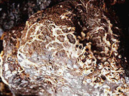 Image of Bowerbank's halichondria