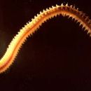 Image of catworm