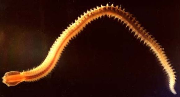 Image of catworm