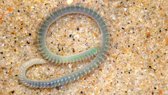 Image of <i>Scolelepis cirratulus</i>