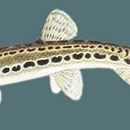 Image of Spined Loach
