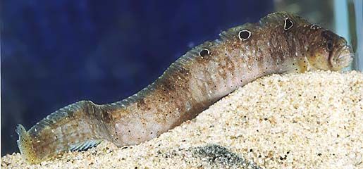 Image of Pholis