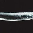 Image of Great Sand Eel