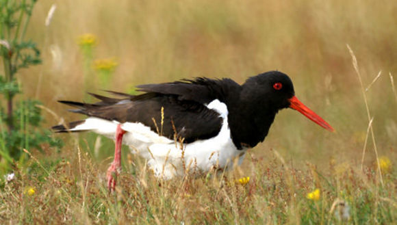 Image of oystercatcher, eurasian oystercatcher