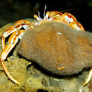 Image of Snail fur hydroid