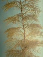 Image of sea cypress hydroid