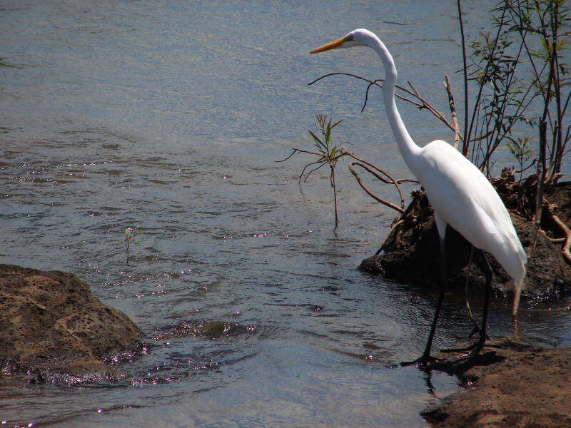 Image of Great Egret