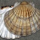 Image of Great Atlantic scallop