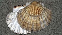 Imagem de Pecten O. F. Müller 1776