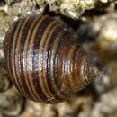 Image of black-lined periwinkle