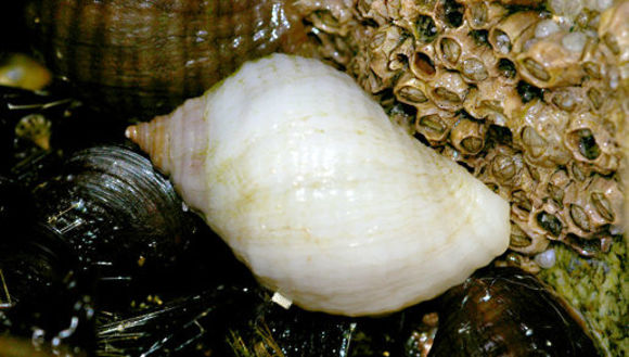 Image of Dog whelk