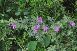 Image of Texas barometer bush