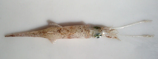 Image of European common squid