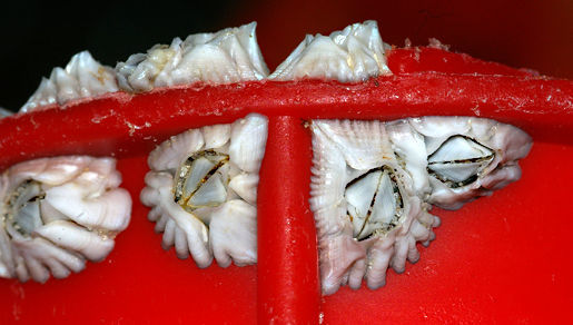 Image of Acorn barnacle