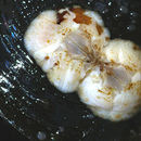 Image of bay barnacle