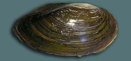 Image of mussel