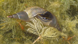 Image of freshwater snails
