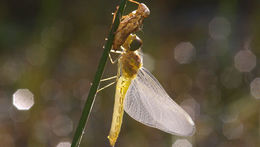 Image of Migrant Hawker