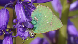 Imagem de Callophrys rubi (Linnaeus 1758)