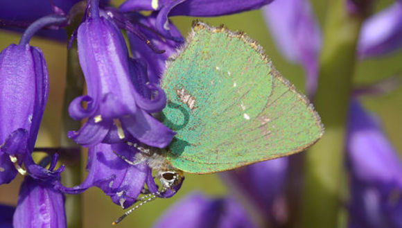 Image of Green Hairstreak