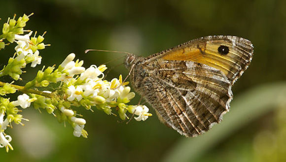 Image of Grayling