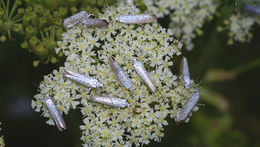 Image of ermine moths