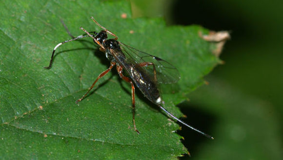 Image of torymid wasps