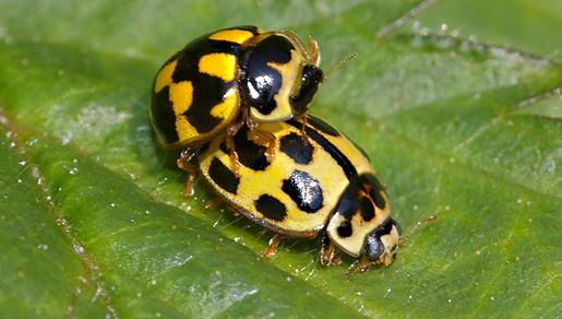 Sivun Coccinelloidea kuva