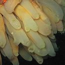 Ciona intestinalis (Linnaeus 1767) resmi