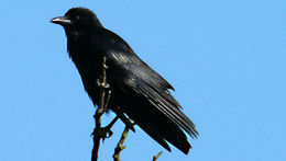 Image of crows and jays