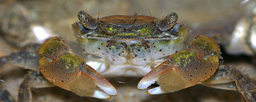 Image of Hemigrapsus